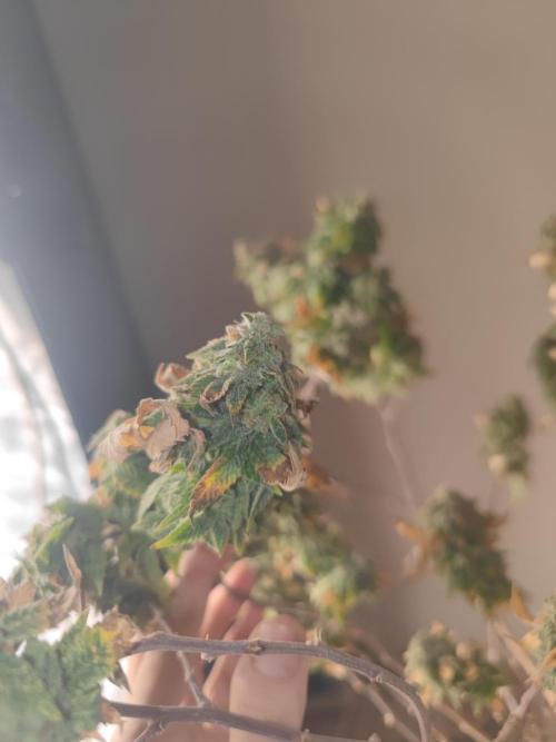 14-14 Tropimango "Philosopher Seeds" FEM. Week 26