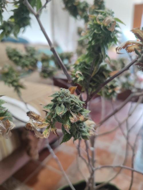 14-14 Tropimango "Philosopher Seeds" FEM. Week 26