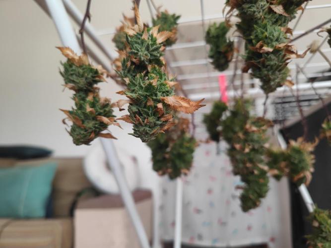 14-14 Tropimango "Philosopher Seeds" FEM. Week 26