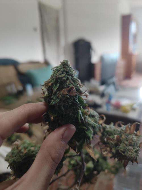 14-14 Tropimango "Philosopher Seeds" FEM. Week 26