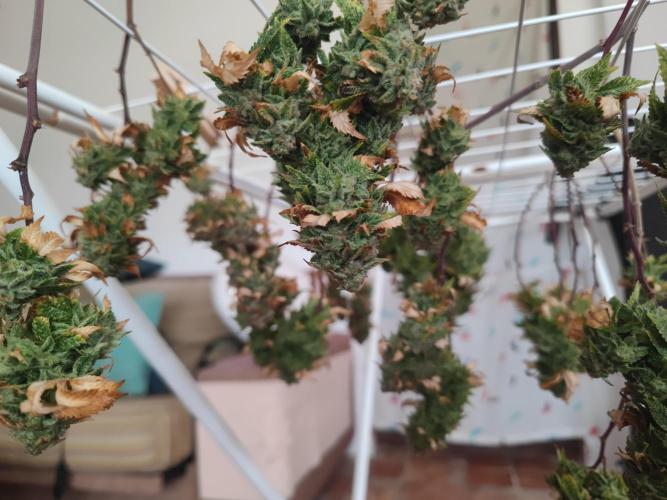 14-14 Tropimango "Philosopher Seeds" FEM. Week 26