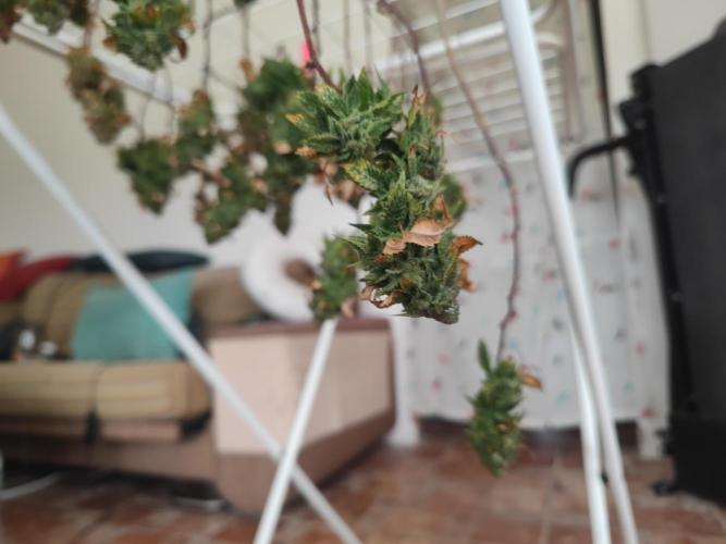 14-14 Tropimango "Philosopher Seeds" FEM. Week 26