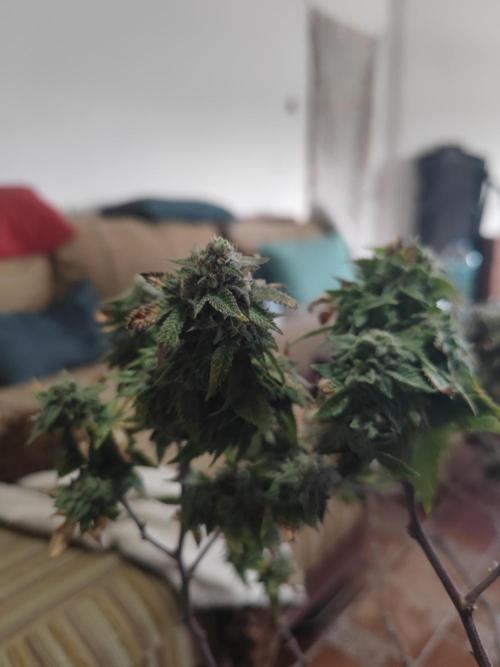 14-14 Tropimango "Philosopher Seeds" FEM. Week 26