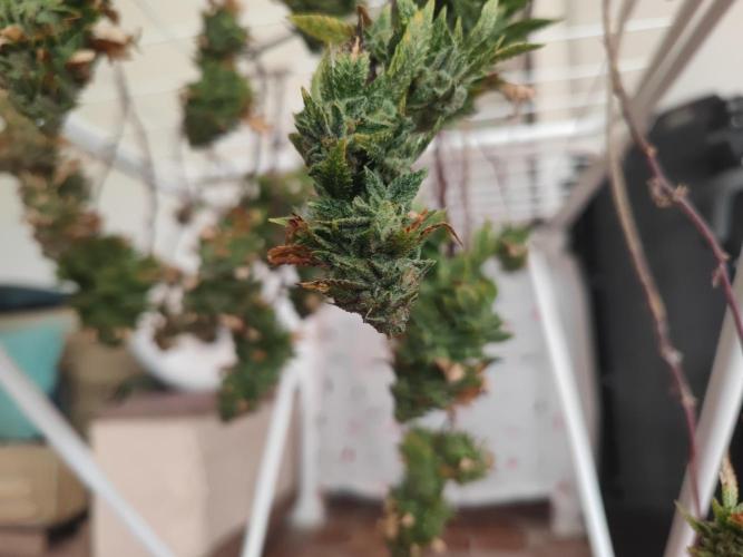 14-14 Tropimango "Philosopher Seeds" FEM. Week 26