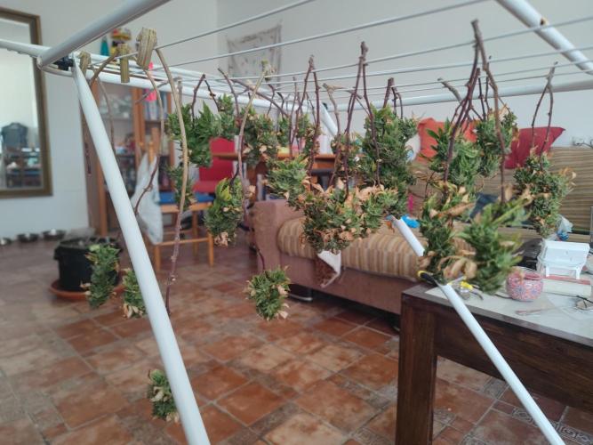 14-14 Tropimango "Philosopher Seeds" FEM. Week 26