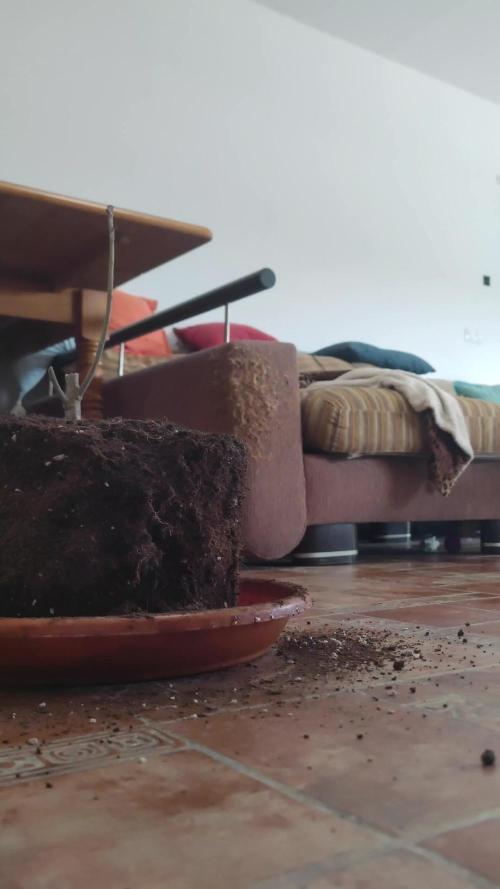 14-14 Tropimango "Philosopher Seeds" FEM