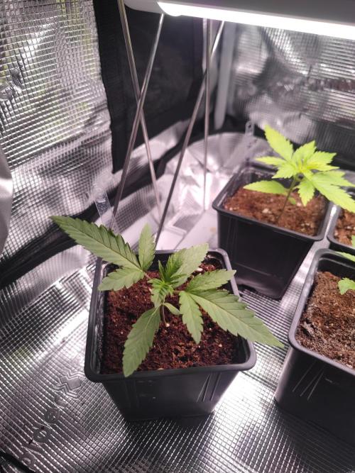 CRITICAL FEM "GB SEEDS". Week 2