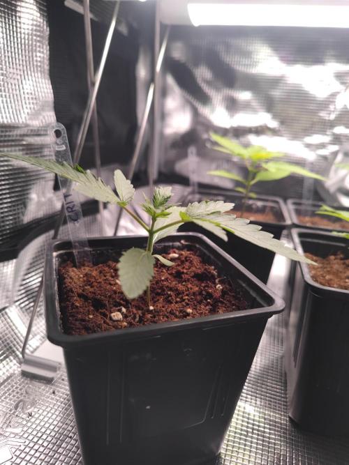 CRITICAL FEM "GB SEEDS". Week 2