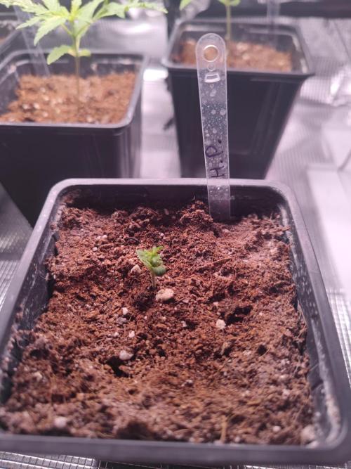Hash Plant REG Sensi Seeds. Week 2