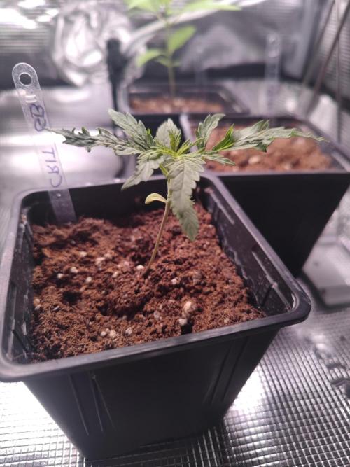 Kritical GB FEM "GB SEEDS". Week 2