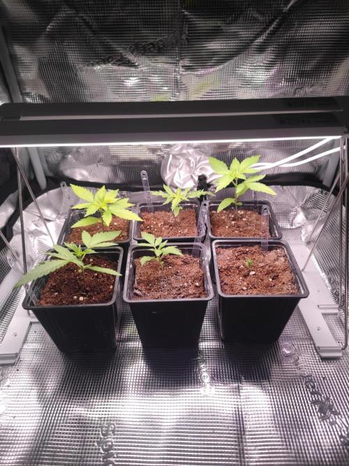 Kritical GB FEM "GB SEEDS". Week 2