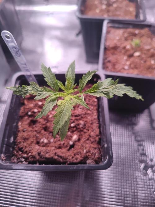 Kritical GB FEM "GB SEEDS". Week 2