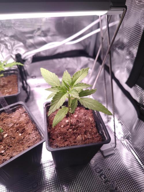 Oreoz FEM "GB SEEDS". Week 2