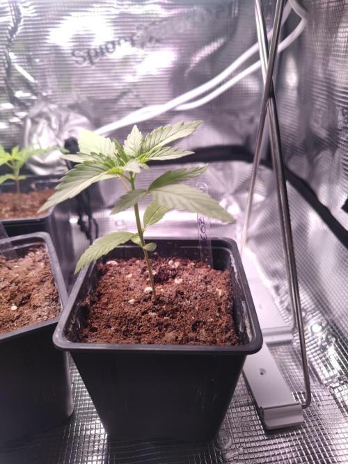 Oreoz FEM "GB SEEDS". Week 2