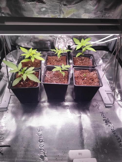 Oreoz FEM "GB SEEDS". Week 2