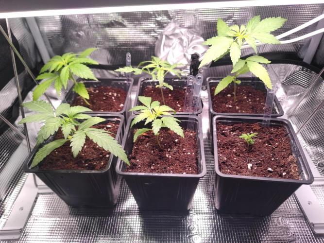 CRITICAL FEM "GB SEEDS". Week 3