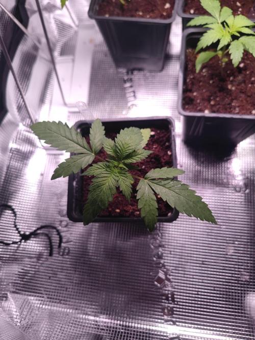 CRITICAL FEM "GB SEEDS". Week 3