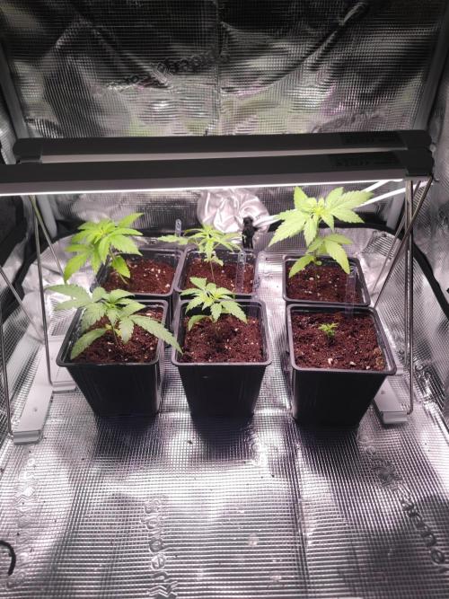 CRITICAL FEM "GB SEEDS". Week 3