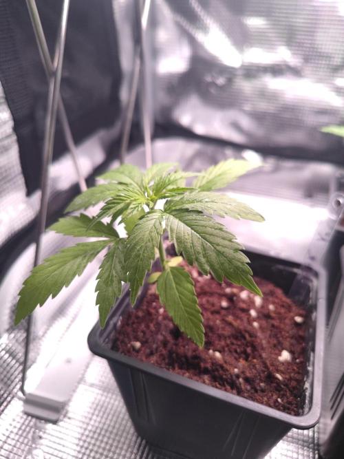 Pakistan Valley Early Version FEM "WoS". Week 3