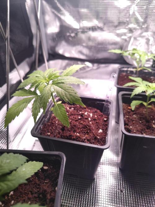 Pakistan Valley Early Version FEM "WoS". Week 3