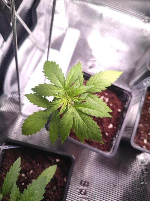 Pakistan Valley Early Version FEM "WoS". Week 3