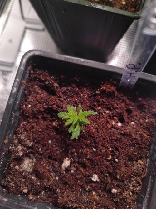 Hash Plant REG Sensi Seeds. Week 3