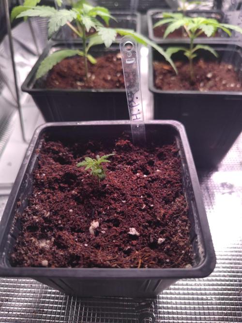 Hash Plant REG Sensi Seeds. Week 3