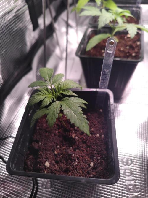 Hash Plant REG Sensi Seeds. Week 3