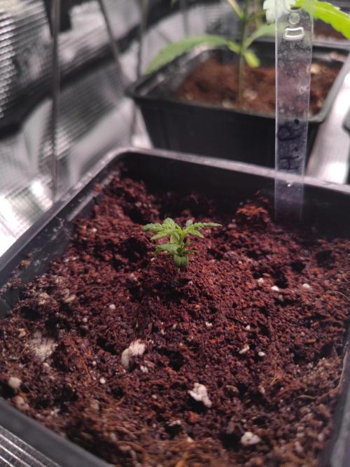 Hash Plant REG Sensi Seeds. Week 3