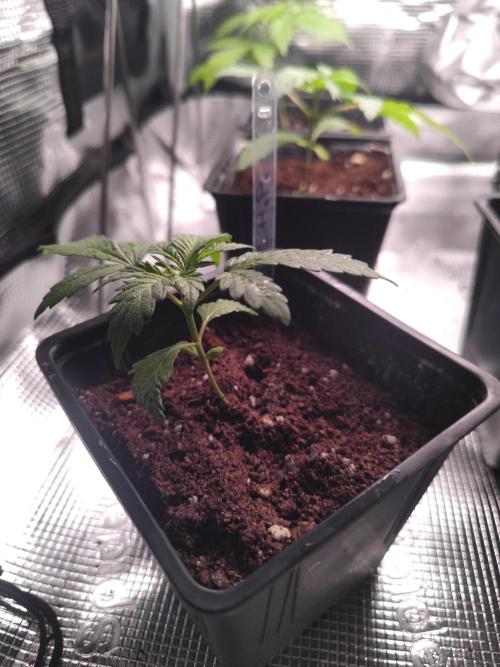 Hash Plant REG Sensi Seeds. Week 3