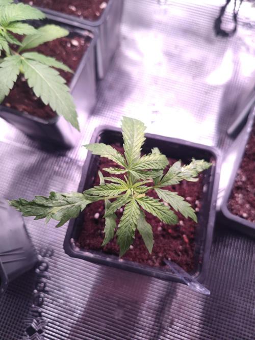 Kritical GB FEM "GB SEEDS". Week 3