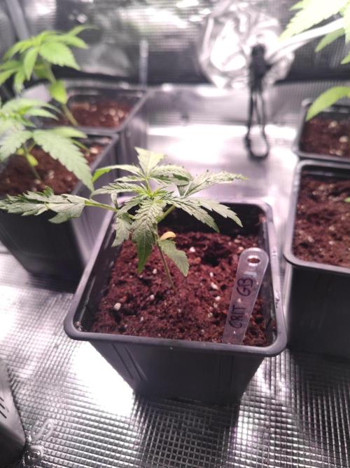 Kritical GB FEM "GB SEEDS". Week 3