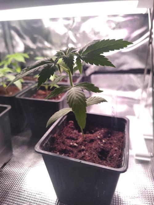 Oreoz FEM "GB SEEDS". Week 3