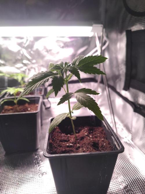 Oreoz FEM "GB SEEDS". Week 3