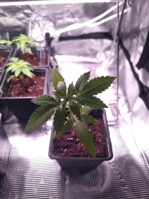 Oreoz FEM "GB SEEDS". Week 3