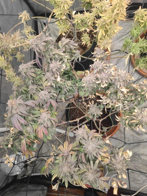 14-14 Blue Zushi L.E. "Grower Choice". Week 27