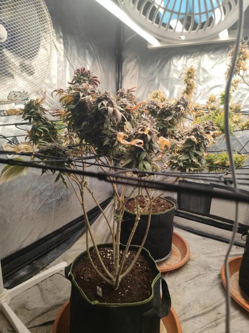 14-14 Blue Zushi L.E. "Grower Choice". Week 27