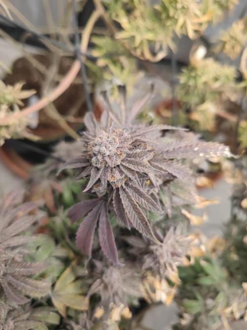 14-14 Blue Zushi L.E. "Grower Choice". Week 27