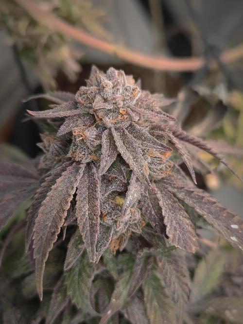 14-14 Blue Zushi L.E. "Grower Choice". Week 27