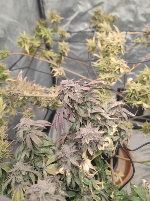 14-14 Blue Zushi L.E. "Grower Choice". Week 27