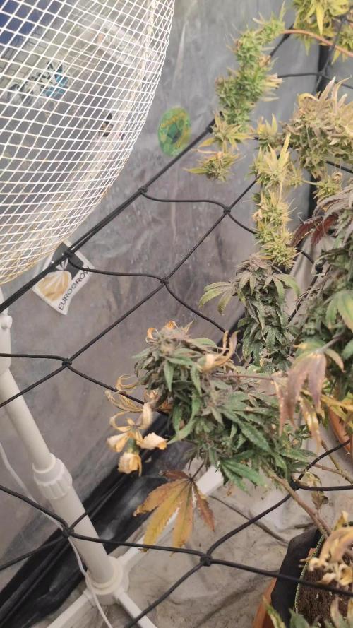 14-14 Blue Zushi L.E. "Grower Choice"