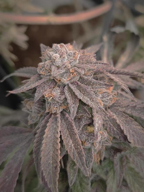 14-14 Blue Zushi L.E. "Grower Choice". Week 27