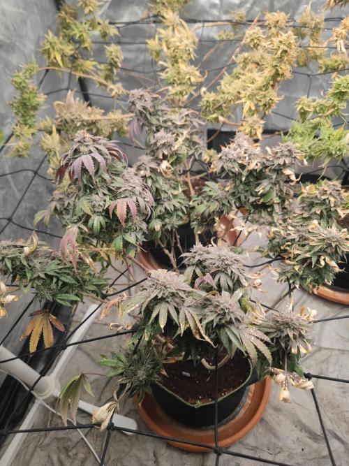 14-14 Blue Zushi L.E. "Grower Choice". Week 27