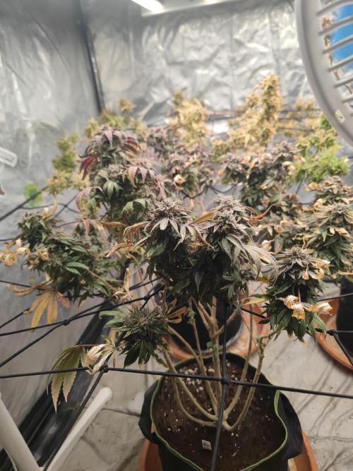 14-14 Blue Zushi L.E. "Grower Choice". Week 27