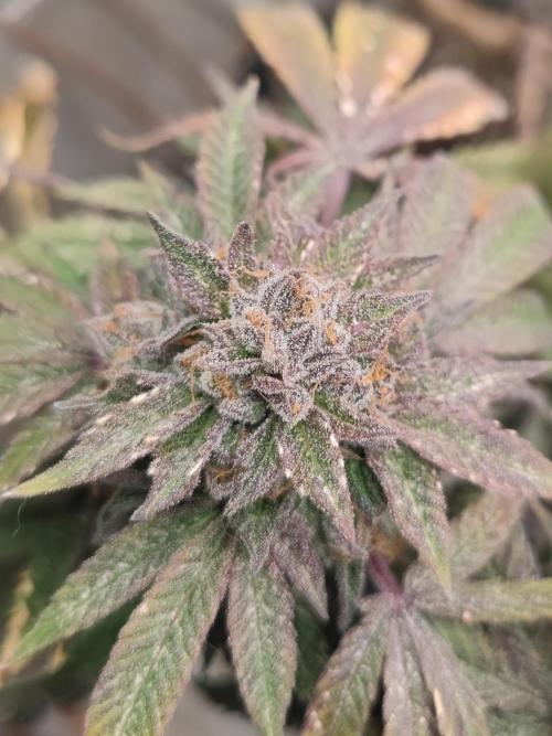 14-14 Blue Zushi L.E. "Grower Choice". Week 27