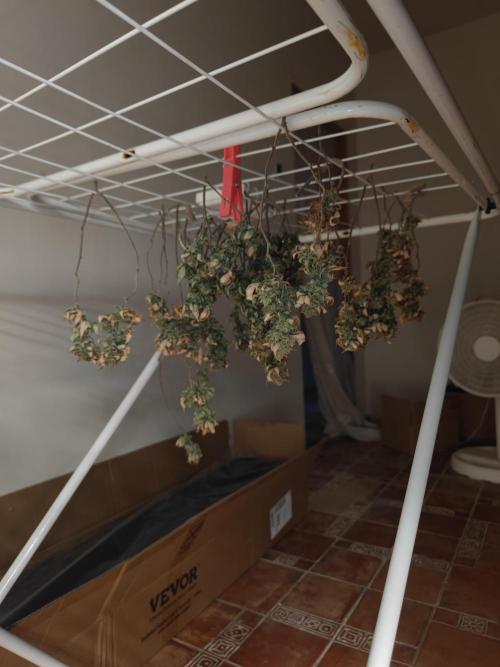 14-14 Tropimango "Philosopher Seeds" FEM. Week 27