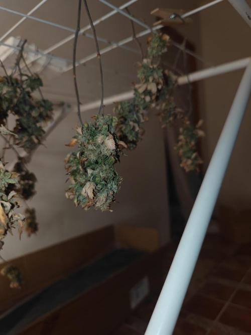 14-14 Tropimango "Philosopher Seeds" FEM. Week 27