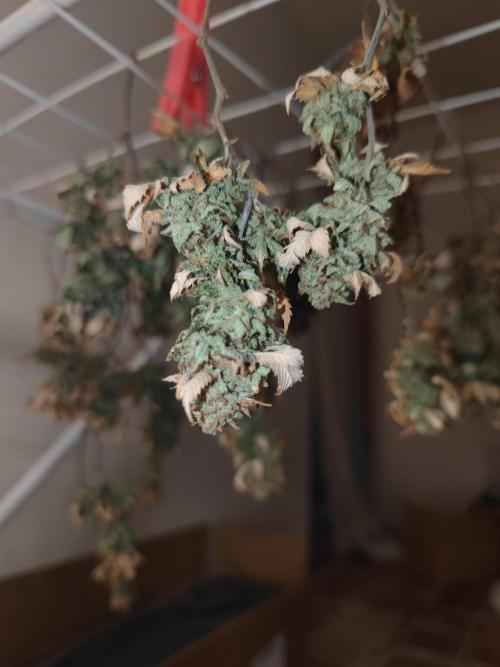 14-14 Tropimango "Philosopher Seeds" FEM. Week 27