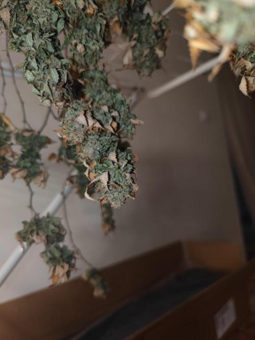 14-14 Tropimango "Philosopher Seeds" FEM. Week 27