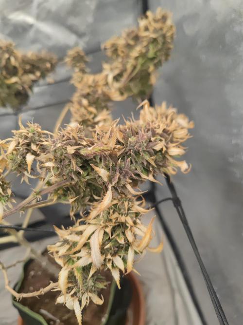 14-14 Amnesia Fast CBD "GB Strains" FEM. Week 27